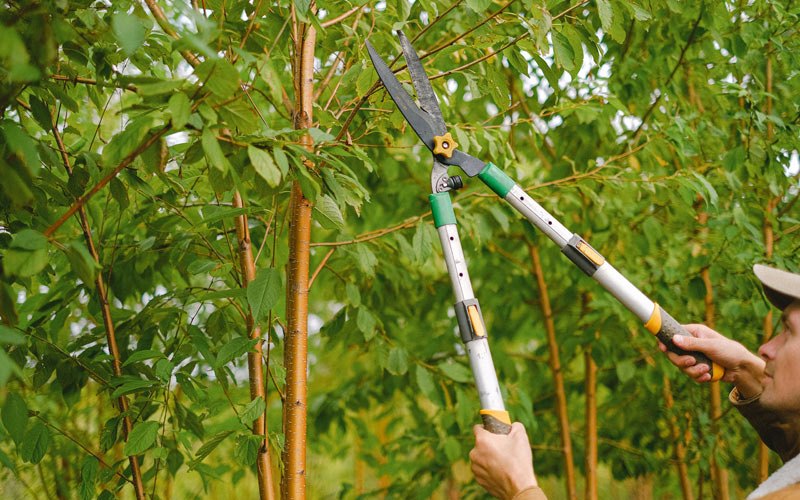 Tree trimming in Litchville, ND